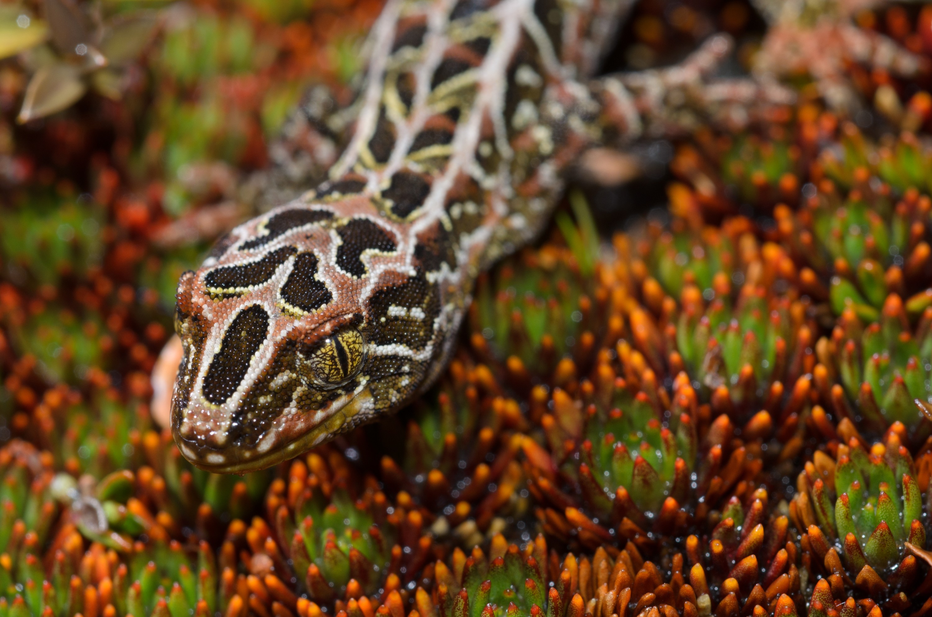 DSC_2821 – Adventure, Crispin, Hoplodactylus, Island, March 2017, National Park, New, New Zealand, Rakiura, South, Stewart, Tukutuku rakiurae, Zealand, amazing, gecko, harlequin gecko, rare, stunning